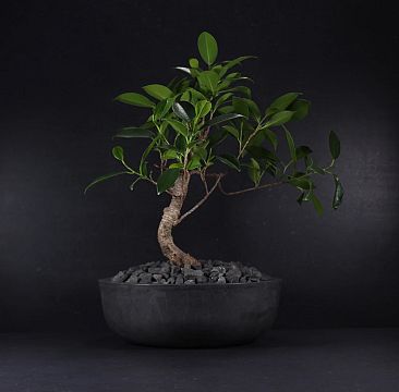 BONSAI concrete pot